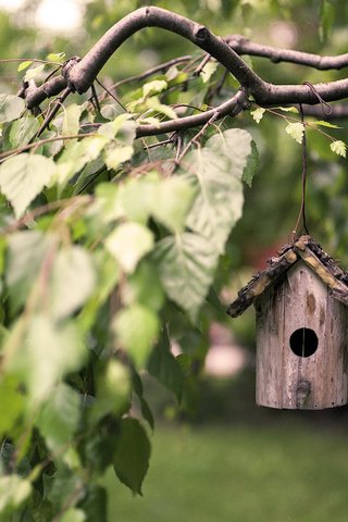 Обои листья, макро, ветки, береза, скворечник, птичий домик, leaves, macro, branches, birch, birdhouse, bird house разрешение 3840x2400 Загрузить