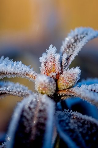 Обои природа, листья, макро, иней, растение, nature, leaves, macro, frost, plant разрешение 4896x3264 Загрузить