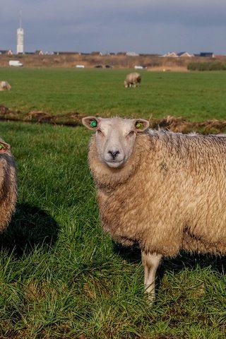 Обои трава, пастбище, овцы, стадо, овца, grass, pasture, sheep, the herd разрешение 4896x2760 Загрузить