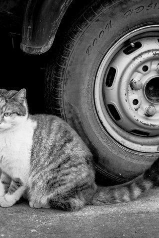 Обои глаза, фон, кот, кошка, взгляд, чёрно-белое, колесо, eyes, background, cat, look, black and white, wheel разрешение 6016x4000 Загрузить