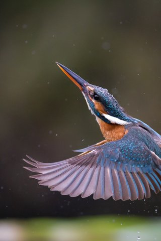 Обои полет, крылья, птица, клюв, перья, зимородок, flight, wings, bird, beak, feathers, kingfisher разрешение 2048x1366 Загрузить