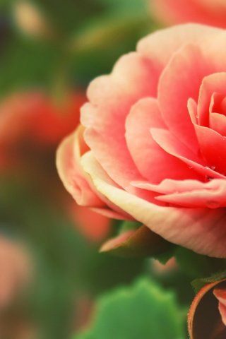 Обои цветы, лепестки, бегония, flowers, petals, begonia разрешение 3840x2160 Загрузить