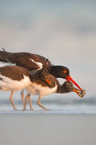 Обои животные, пляж, еда, птицы, клюв, кулик-сорока, водоплавающие, animals, beach, food, birds, beak, oystercatcher, waterfowl разрешение 2048x1363 Загрузить