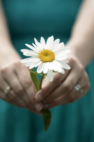 Обои девушка, настроение, цветок, ромашка, руки, кольца, girl, mood, flower, daisy, hands, ring разрешение 1920x1200 Загрузить