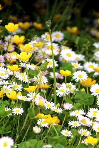 Обои клевер, ромашки, полевые цветы, лютики, clover, chamomile, wildflowers, buttercups разрешение 2560x1600 Загрузить