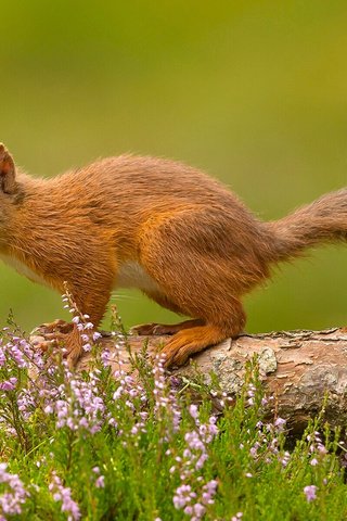 Обои цветы, белка, хвост, белочка, грызун, flowers, protein, tail, squirrel, rodent разрешение 1920x1200 Загрузить