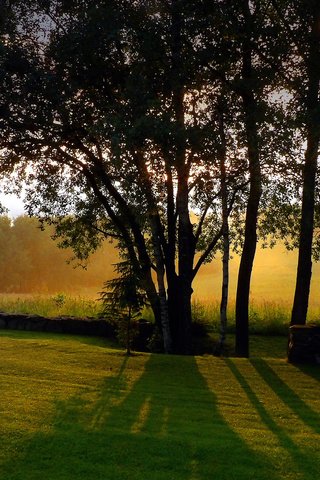 Обои небо, трава, деревья, стволы, тени, солнечный свет, the sky, grass, trees, trunks, shadows, sunlight разрешение 2560x1440 Загрузить