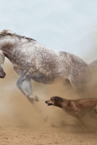 Обои лошадь, собака, пыль, бег, horse, dog, dust, running разрешение 1920x1200 Загрузить