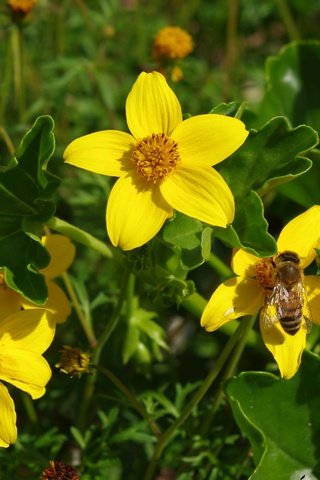 Обои цветы, насекомое, лепестки, пчела, желтые цветы, череда, flowers, insect, petals, bee, yellow flowers, series разрешение 3648x1996 Загрузить