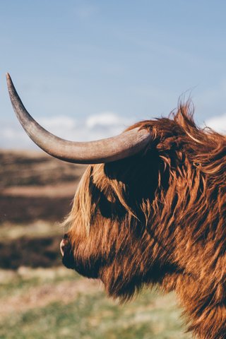 Обои профиль, рога, корова, бык, як, profile, horns, cow, bull, yak разрешение 2560x1440 Загрузить