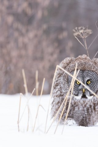 Обои сова, снег, природа, зима, мороз, птица, неясыть, хищная птица, owl, snow, nature, winter, frost, bird, bird of prey разрешение 1920x1200 Загрузить