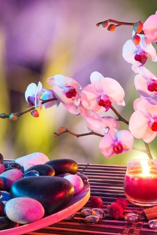 Обои цветы, свечи, камни, корица, бамбук, спа, орхидеи, flowers, candles, stones, cinnamon, bamboo, spa, orchids разрешение 2560x1600 Загрузить