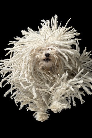 Обои собака, черный фон, пули, бег, tim flach, dog, black background, bullets, running разрешение 3840x2160 Загрузить