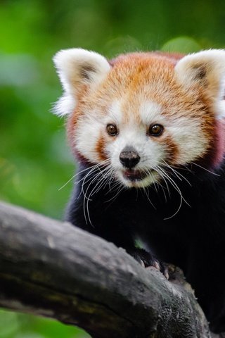 Обои дерево, мордочка, красная панда, малая панда, tree, muzzle, red panda разрешение 1920x1272 Загрузить