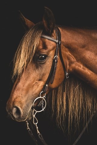 Обои морда, лошадь, профиль, конь, грива, голова, узда, уздечка, face, horse, profile, mane, head, bridle разрешение 1920x1200 Загрузить