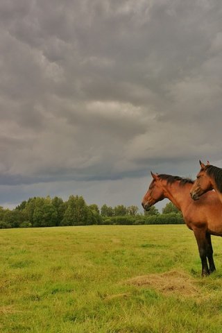 Обои небо, лето, лошадь, лошади, кони, трава, пасмурно, деревья, природа, тучи, поле, кусты, the sky, summer, horse, horses, grass, overcast, trees, nature, clouds, field, the bushes разрешение 3840x2160 Загрузить