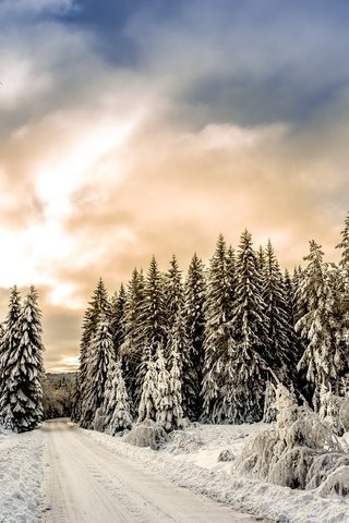 Обои облака, деревья, снег, лес, зима, clouds, trees, snow, forest, winter разрешение 3000x2250 Загрузить