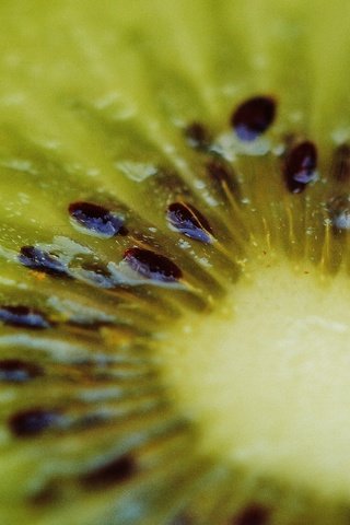 Обои фрукты, киви, крупным планом, fruit, kiwi, closeup разрешение 6016x4000 Загрузить