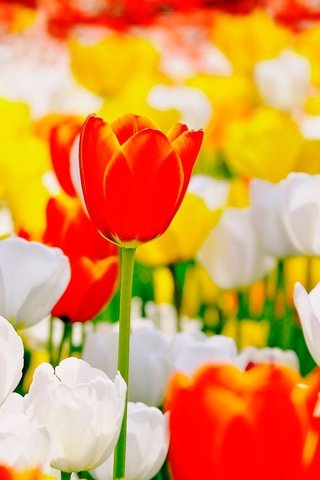 Обои цветы, бутоны, тюльпаны, flowers, buds, tulips разрешение 2500x1600 Загрузить