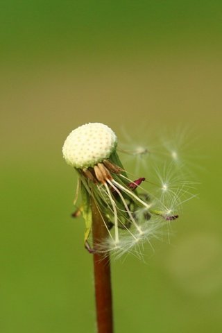 Обои фон, цветок, одуванчик, семена, пушинки, былинки, background, flower, dandelion, seeds, fuzzes, blade разрешение 1920x1280 Загрузить