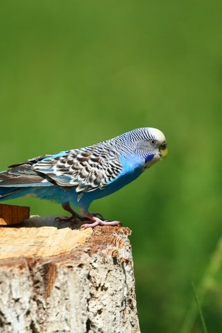 Обои фон, птица, птичка, попугай, пень, волнистый попугай, ааааааа, background, bird, parrot, stump, wavy parrot, aaaaaaa разрешение 1920x1280 Загрузить