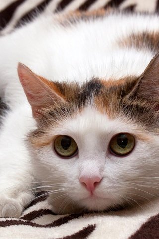 Обои глаза, кот, мордочка, усы, кошка, взгляд, котенок, мордашка, eyes, cat, muzzle, mustache, look, kitty, face разрешение 3440x1935 Загрузить
