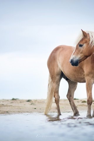 Обои небо, лошадь, река, берег, конь, грива, ло, the sky, horse, river, shore, mane, lo разрешение 2048x1109 Загрузить