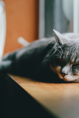 Обои кот, лежит, серый, спит, подоконник, cat, lies, grey, sleeping, sill разрешение 2048x1365 Загрузить