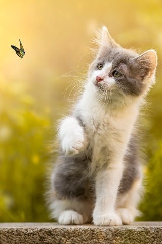 Обои природа, бабочка, котенок, камень, животное, боке, nature, butterfly, kitty, stone, animal, bokeh разрешение 2048x1442 Загрузить