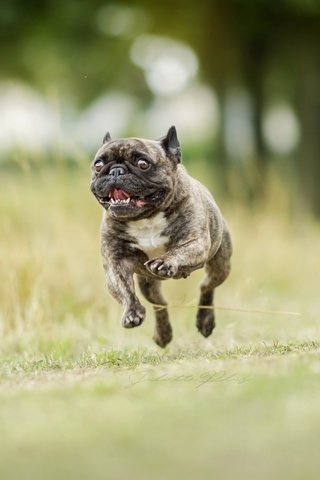 Обои фон, собака, бег, французский бульдог, background, dog, running, french bulldog разрешение 2560x1707 Загрузить