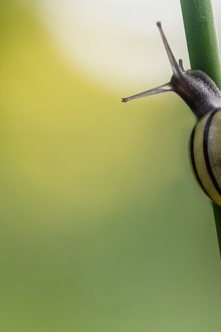 Обои фон, стебель, улитка, травa, background, stem, snail, grass разрешение 2048x1365 Загрузить