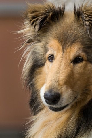 Обои морда, взгляд, собака, колли, длинношёрстный колли, face, look, dog, collie, rough collie разрешение 1920x1280 Загрузить