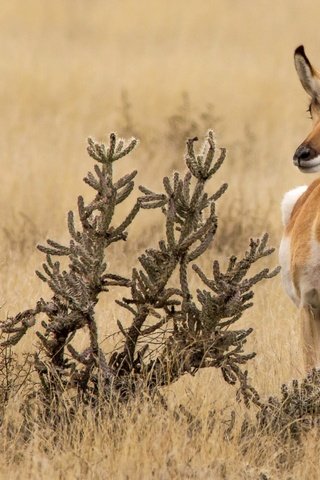 Обои природа, антилопа, вилорог, nature, antelope, pronghorn разрешение 2048x1152 Загрузить