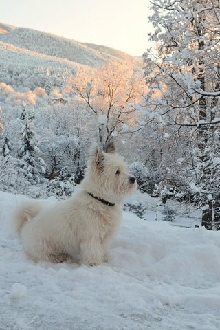 Обои собачка, деревья, вест-хайленд-уайт-терьер, снег, зима, мордочка, ветки, взгляд, собака, щенок, trees, the west highland white terrier, snow, winter, muzzle, branches, look, dog, puppy разрешение 2963x1869 Загрузить
