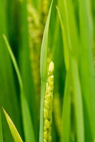 Обои трава, зелень, макро, насекомое, колоски, гусеница, травинки, grass, greens, macro, insect, spikelets, caterpillar разрешение 4782x1594 Загрузить