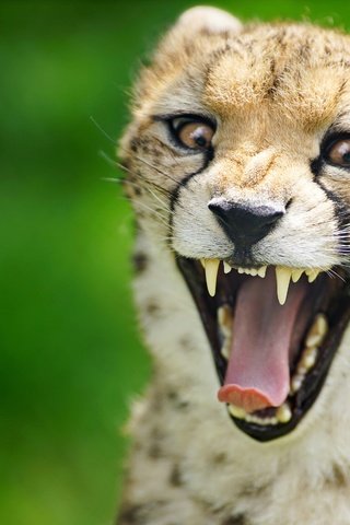 Обои морда, фон, зубы, язык, пасть, гепард, дикая кошка, face, background, teeth, language, mouth, cheetah, wild cat разрешение 4500x3004 Загрузить