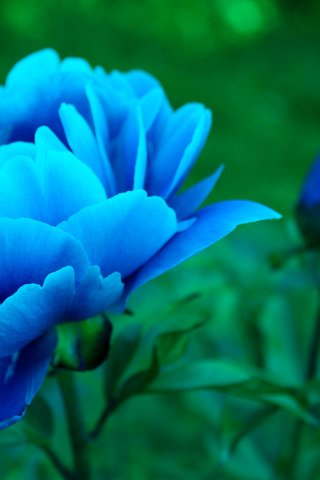 Обои цветы, бутоны, листья, лепестки, синие, пионы, flowers, buds, leaves, petals, blue, peonies разрешение 2560x1600 Загрузить