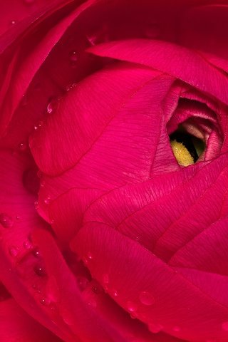 Обои макро, цветок, капли, лепестки, красный, ранункулюс, лютик, macro, flower, drops, petals, red, ranunculus, buttercup разрешение 2048x1461 Загрузить