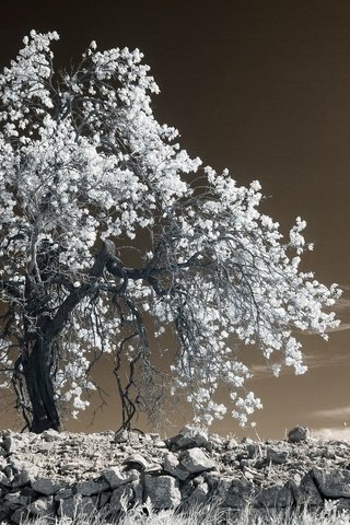 Обои дерево, камни, листья, франция, прованс, инфракрасный снимок, tree, stones, leaves, france, provence, infrared the разрешение 2048x1388 Загрузить