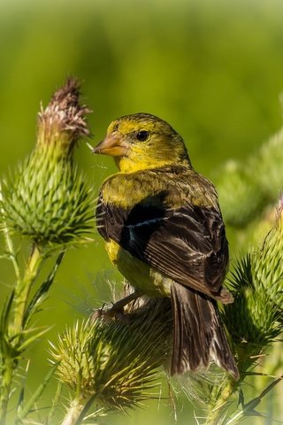 Обои растения, фон, птица, чертополох, чиж, plants, background, bird, thistle, siskin разрешение 2048x1251 Загрузить