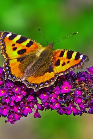 Обои макро, насекомое, бабочка, крылья, цветочки, macro, insect, butterfly, wings, flowers разрешение 3779x2848 Загрузить