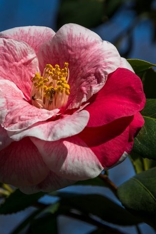 Обои листья, макро, фон, цветок, лепестки, камелия, leaves, macro, background, flower, petals, camellia разрешение 2048x1390 Загрузить