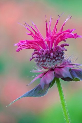 Обои макро, цветок, лепестки, размытость, сорняк, монарда, macro, flower, petals, blur, weed, monarda разрешение 4288x2848 Загрузить