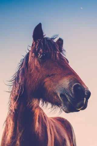 Обои небо, лошадь, облака, закат, конь, грива, the sky, horse, clouds, sunset, mane разрешение 5760x3240 Загрузить