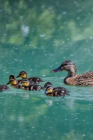 Обои вода, озеро, птицы, клюв, перья, утки, плывут, water, lake, birds, beak, feathers, duck, float разрешение 2048x1387 Загрузить