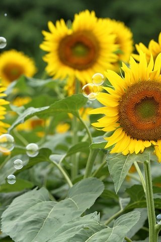 Обои цветы, поле, лето, лепестки, подсолнухи, мыльные пузыри, flowers, field, summer, petals, sunflowers, bubbles разрешение 5213x3475 Загрузить