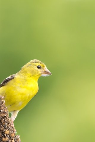 Обои природа, птица, клюв, перья, чиж, американский чиж, nature, bird, beak, feathers, siskin, american siskin разрешение 3000x1896 Загрузить