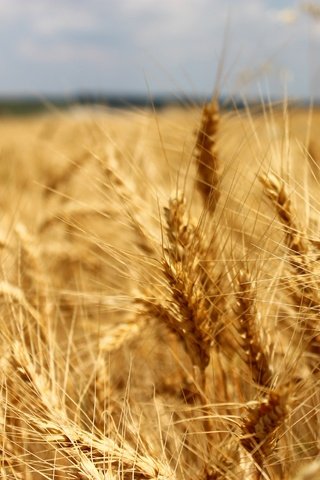 Обои природа, поле, колосья, пшеница, рожь, nature, field, ears, wheat, rye разрешение 4272x2848 Загрузить