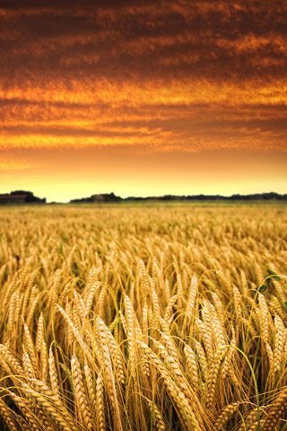Обои небо, облака, солнце, закат, поле, горизонт, пшеница, урожай, the sky, clouds, the sun, sunset, field, horizon, wheat, harvest разрешение 2160x1920 Загрузить
