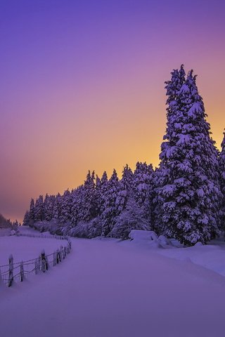 Обои небо, забор, ночь, сумерки, деревья, снег, лес, зима, пейзаж, мороз, the sky, the fence, night, twilight, trees, snow, forest, winter, landscape, frost разрешение 2560x1707 Загрузить